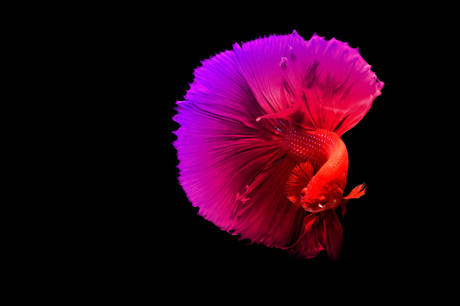 fishstick-AC